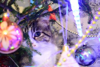 Close-up portrait of a cat