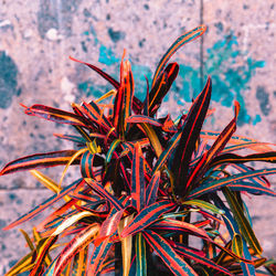 Close-up of wilted plant