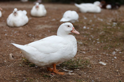 Close-up of white duck on field