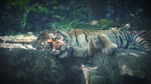 Animal relaxing on rocks