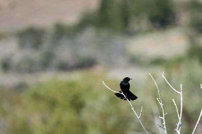 Bird perching on leaf