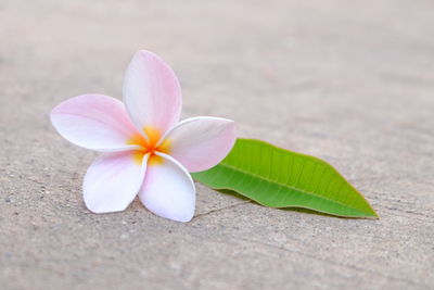 Close-up of frangipani on plant