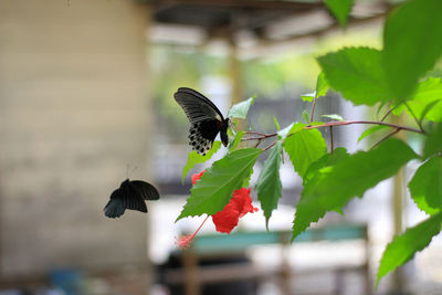 Close-up of butterfly flying