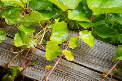 Close-up of green leaves