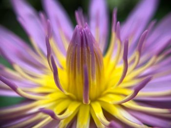 Close-up of fresh yellow flower blooming outdoors