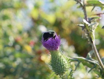 Close-up of butterfly pollinating on purple flower