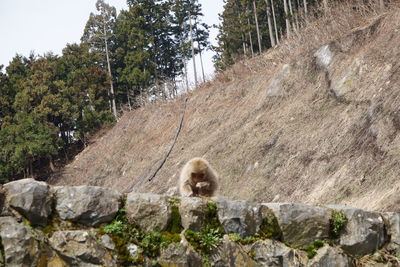 View of a monkey on rock