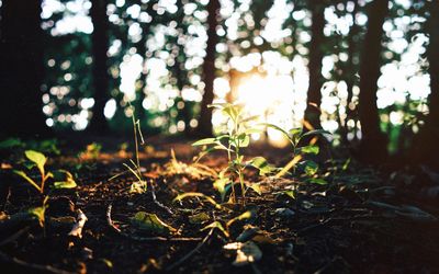 Close-up of plants growing in forest