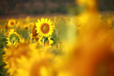 Close-up of yellow dandelion flower on field