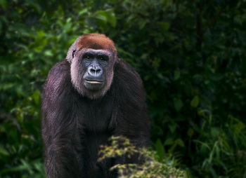 Close-up of monkey