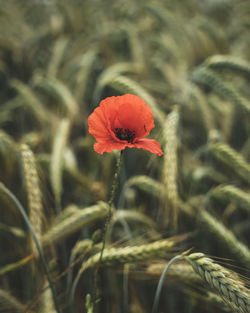 Close-up of red poppy flower