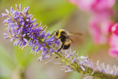 Close-up of bee pollinating on purple flower