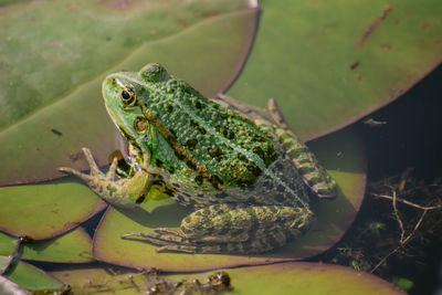 Close-up of frog on lake