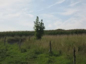 Trees on field against sky