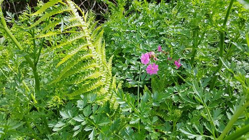 Close-up of plants
