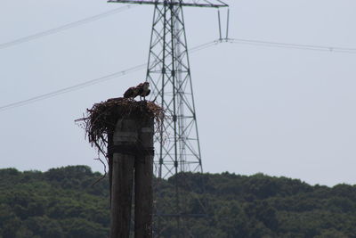 Low angle view of bird on electricity pylon against clear sky