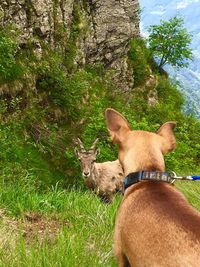 Dog on grass against trees