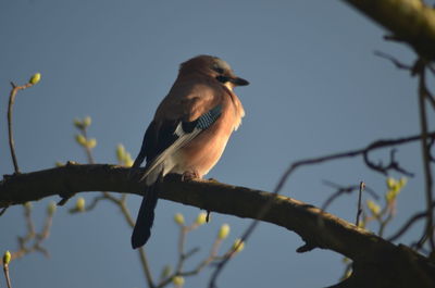 Low angle view of bird perching on tree