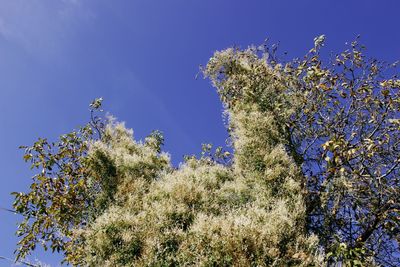 Low angle view of flowering plant against blue sky