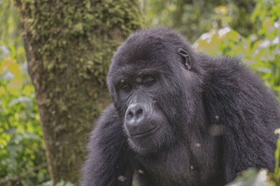 Portrait of a gorilla looking away