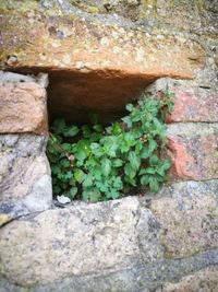 Close-up of stone wall