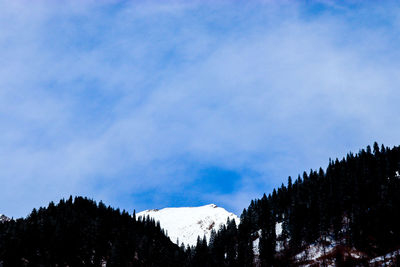 Low angle view of pine trees against sky