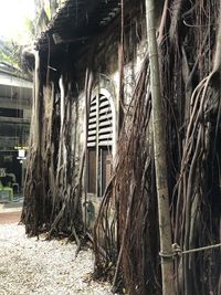 Old abandoned house amidst trees and plants on field