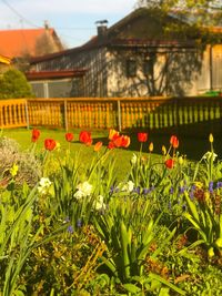 Close-up of multi colored flowers blooming outdoors