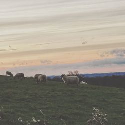 Horses on field against sky during sunset