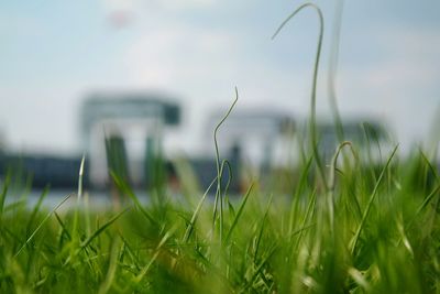 Close-up of grass growing on grassy field