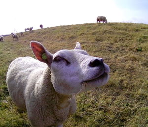 Close-up of sheep on field against clear sky