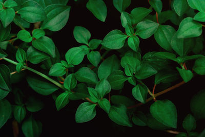 High angle view of plants,green leaves background