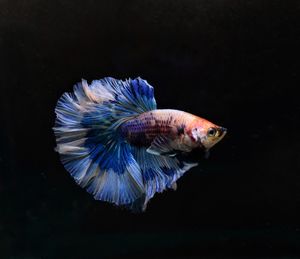 Close-up of fish swimming in sea