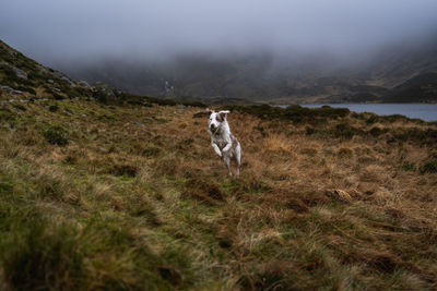 Dog running on grassy field during foggy weather