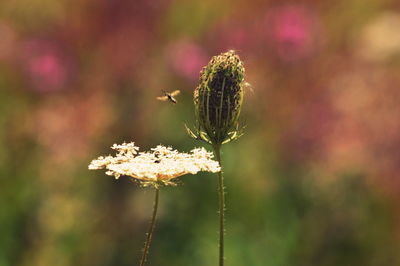 Close-up of butterfly on plant