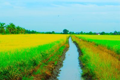Scenic view of rice field against sky