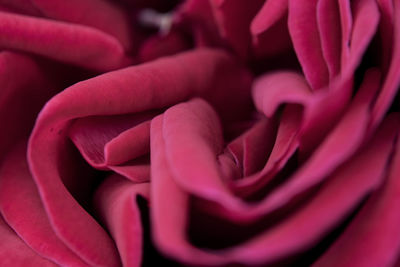 Full frame shot of pink flower