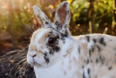 A rabbit in the sunset