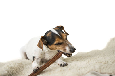 Close-up of a dog over white background