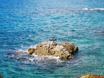 View of bird on rock by sea