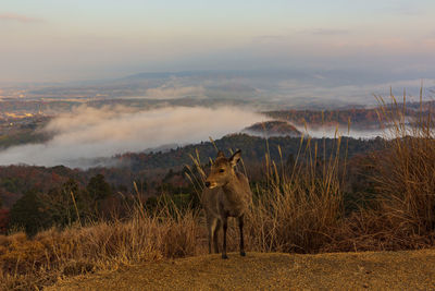 Sea of clouds seen from mt. wakakusa, nara