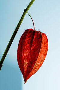 Close-up of red flower against clear sky