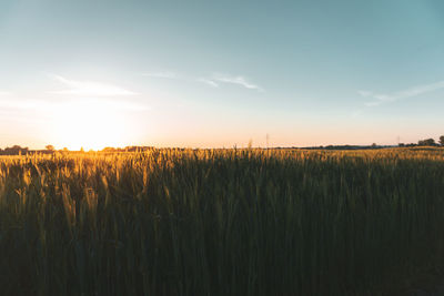 Scenic view of agricultural field against sky