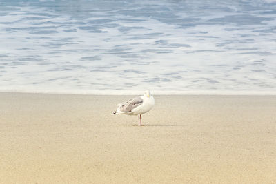 Seagull on a beach