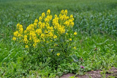 Yellow flowering plants on field