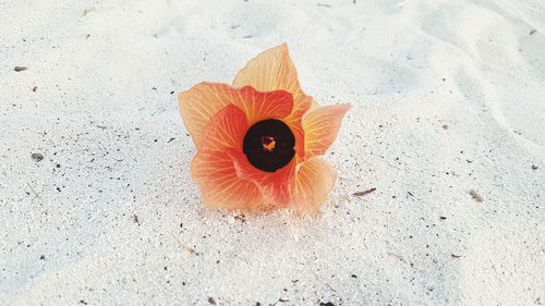 High angle view of orange flower on floor