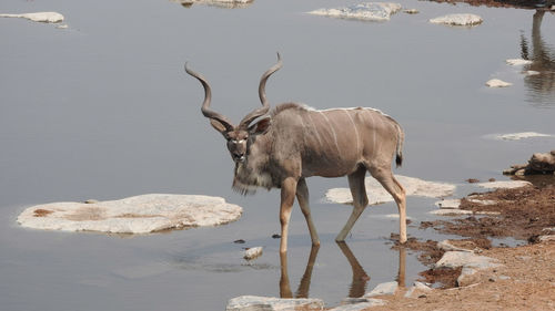 Kudu standing in water at etosha national park