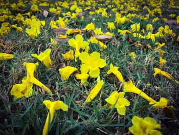 Yellow flowers blooming on field