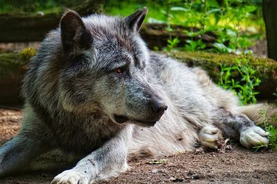 Close-up of a wolf looking away