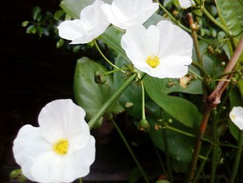 Close-up of white flowers blooming outdoors